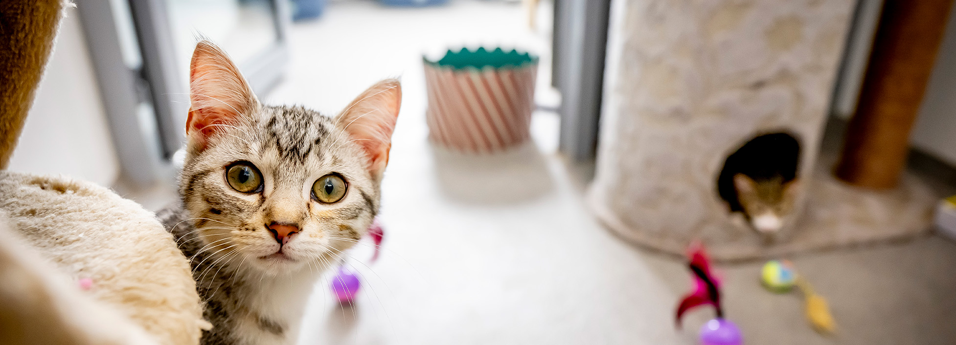 dierenbescherming banner